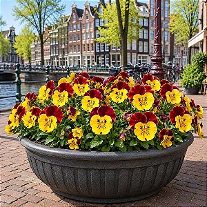 Amor Perfeito Vermelho e Amarelo Ultimate - Viola tricolor: 15 Sementes