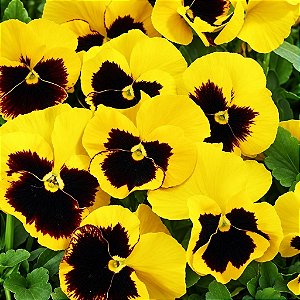 Amor Perfeito Yellow Dinamite - Viola tricolor: 15 Sementes
