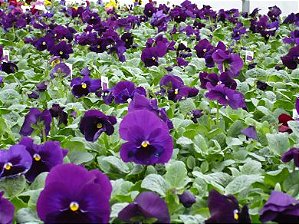 Amor Perfeito Purple Dinamite - Viola tricolor: 15 Sementes