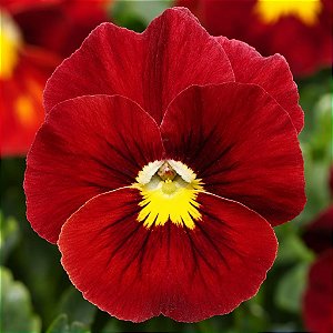 Amor Perfeito Escarlate Dinamite - Viola tricolor: 15 Sementes