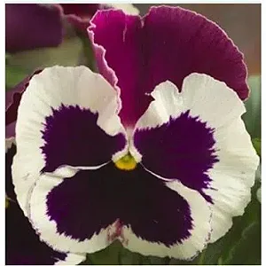 Amor Perfeito Roxo e Branco Dinamite - Viola tricolor: 15 Sementes