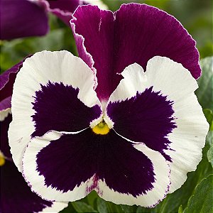 Amor Perfeito Roxo e Branco Dinamite - Viola tricolor: 15 Sementes