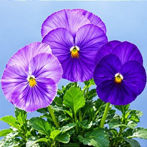 Amor Perfeito Lavanda Dinamite - Viola tricolor: 15 Sementes