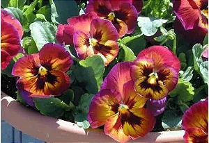 Amor Perfeito Vinho Dinamite - Viola tricolor: 15 Sementes