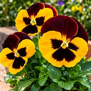 Amor Perfeito Vermelho e Amarelo Dinamite - Viola tricolor: 15 Sementes