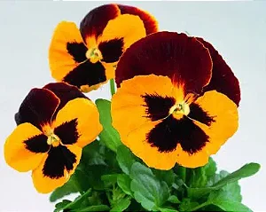 Amor Perfeito Vermelho e Amarelo Dinamite - Viola tricolor: 15 Sementes