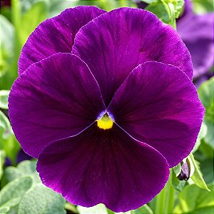 Amor Perfeito Roxo Dinamite - Viola tricolor: 15 Sementes