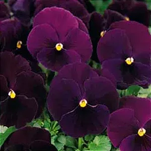 Amor Perfeito Roxo Escuro Dinamite - Viola tricolor: 15 Sementes