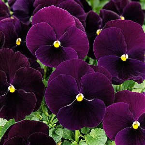 Amor Perfeito Roxo Escuro Dinamite - Viola tricolor: 15 Sementes