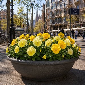 Amor Perfeito Creme Dinamite - Viola tricolor: 15 Sementes