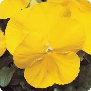 Amor Perfeito Amarelo Crow - Viola tricolor: 15 Sementes