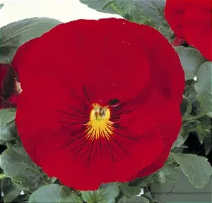 Amor Perfeito Escarlate Crow - Viola tricolor: 15 Sementes