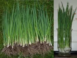 Cebolinha Todo Ano (Ciboulette): 200 Sementes