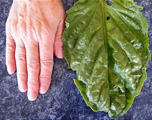 Manjericão Toscano: 100 Sementes