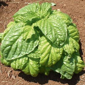 Manjericão Toscano: 200 Sementes