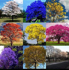 50 Lembrancinhas de Sementes Nativas de Ipê Variados Para Brinde - 5 Sementes Cada