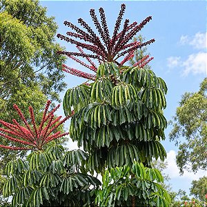 Cheflera - Schefflera actinophylla - 10 Sementes