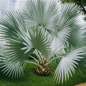 Palmenta Bismarckia Nobilis (Palmeira Azul) - 10 Sementes