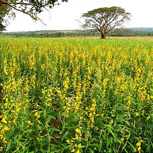Crotalária Juncea (Combate Mosquito da Dengue): 500 Sementes