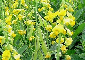 Crotalária Ochroleuca: 500 Sementes