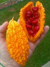 Melão de São Caetano - Momordica charantia - 3 Sementes