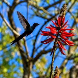 Mulungu do litoral - Erythrina speciosa - 15 Sementes