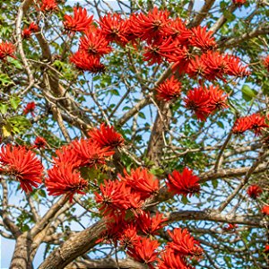 Mulungu do litoral - Erythrina speciosa - 30 Sementes