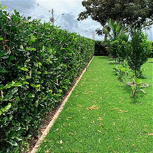 Limão Swinglea (Swinglea glutinosa) - 50 Sementes