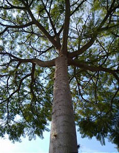 Guapuruvu (Schizolobium parahyba): 10 Sementes
