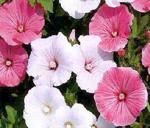 Malva Sortida:50 Sementes