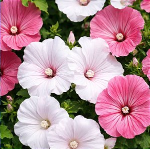 Malva Sortida:50 Sementes