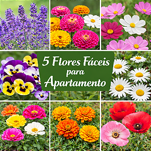 Kit 5 Espécies Sortidas de Flores Para Plantar em Apartamento