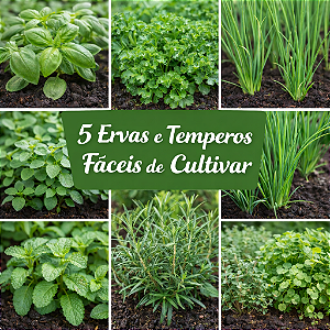 Kit 5 Espécies de Ervas e Temperos Fáceis de Plantar