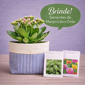 Cachepô de Tecido Estampado Dupla Face Listrado e Branco + Brinde