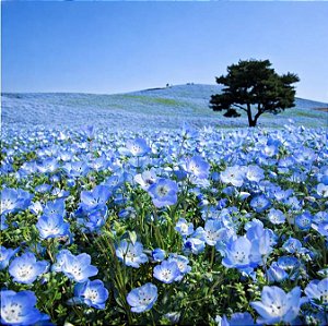 Baby Blue Eyes (Nemophila): 50 Sementes