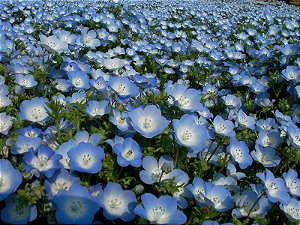Baby Blue Eyes (Nemophila): 100 Sementes