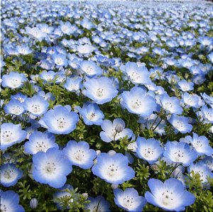 Baby Blue Eyes (Nemophila): 100 Sementes