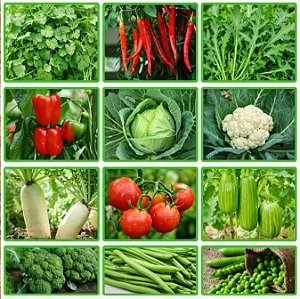 500 Sementes de Hortaliças Melhores Para Plantar no Inverno