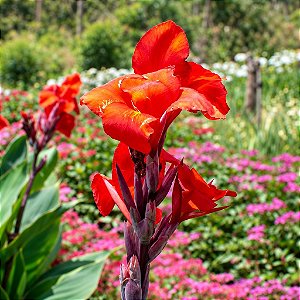 Cana da Índia - Canna Indica Vermelha - 5 Sementes