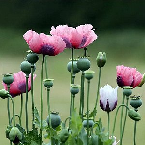 Sementes de Papoula somniferum - 100 Sementes