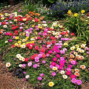 Portulaca Dobrada Sortida - Portulaca grandiflora - 2000 Sementes