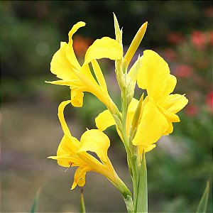 Cana da Índia - Canna Indica Amarela - 5 Sementes