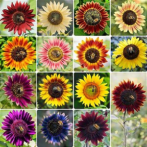 Girassol Sortido - 50 Sementes