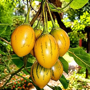 Tamarillo Amarelo (Tomate Árvore): 5 Sementes
