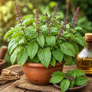 Alfavaca: 500 Sementes