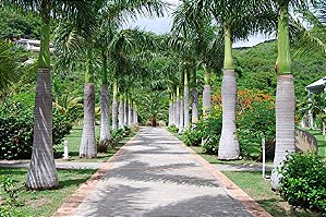 Palmeira Imperial - Roystonea Régia - 15 Sementes