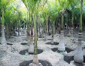 Palmeira Imperial - Roystonea Régia - 30 Sementes