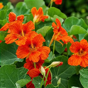 Capuchinha Anã Tango -Tropaeolum majus: 10 Sementes
