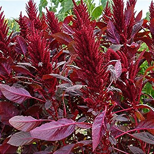 Amaranto Asteca - Amaranthus cruentus - 250 Sementes