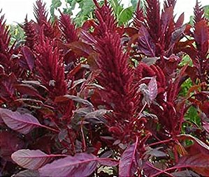 Amaranto Asteca - Amaranthus cruentus - 250 Sementes